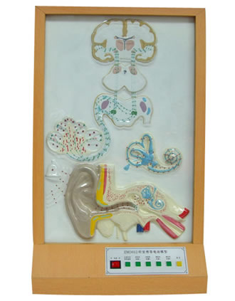 聽覺傳導(dǎo)電動(dòng)模型