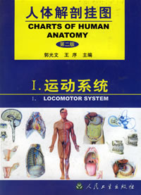 運(yùn)動系統(tǒng)掛圖
